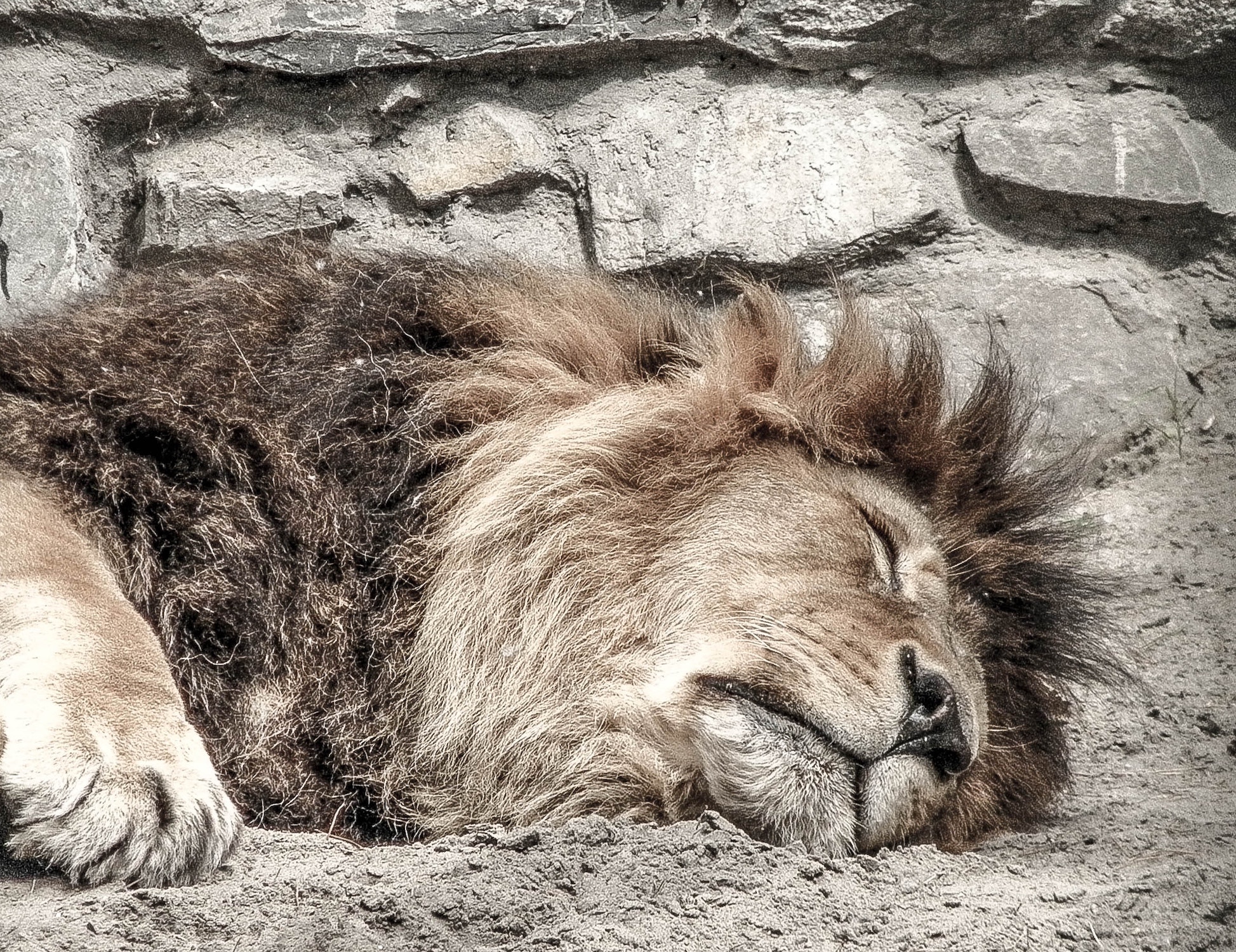 Сколько спят львы. Лев спящий. Поза спящего Льва.